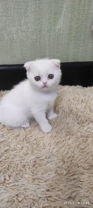 Scottish fold  albi femela și mascul.
