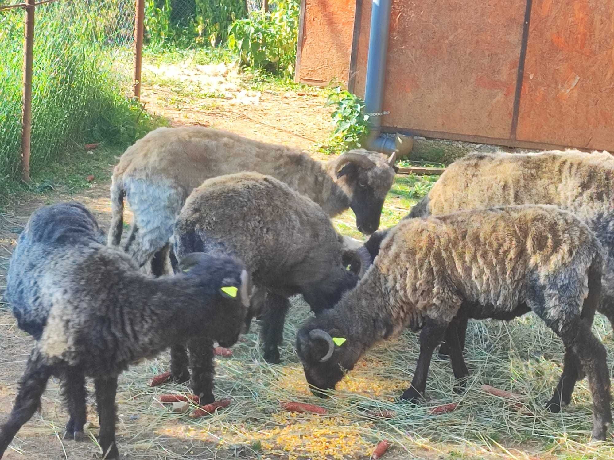 Vand oi negre un berbec de 3 ani, 3 mioare si o oaie cu miel