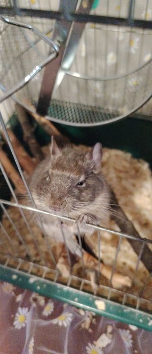 Клетка с дегу заедно!!