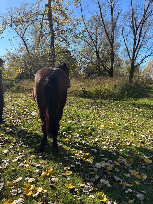 Vand 2 manze de 2 ani