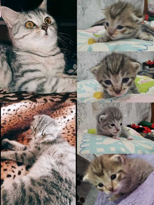 Котята шотландцы