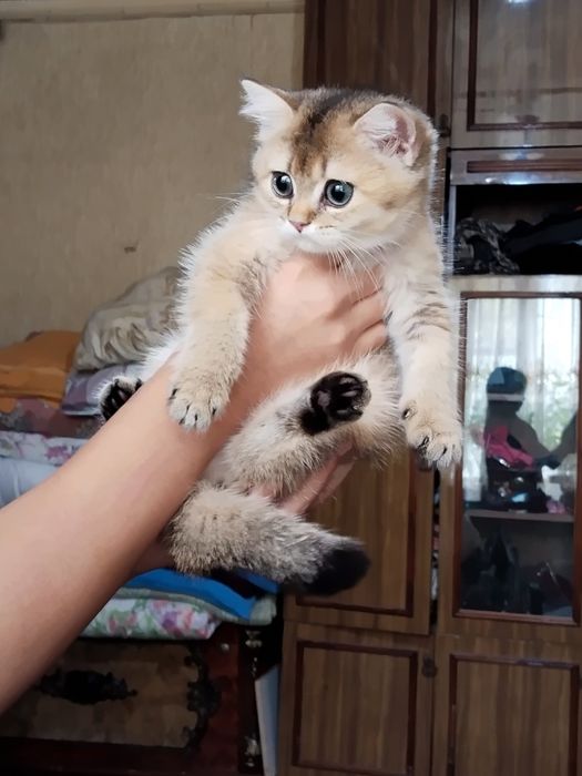 Продаётся британская золотая шиншилла девочка.