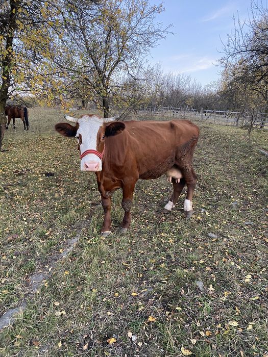 Vacă băltata romanească !