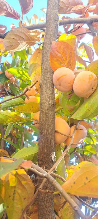 Райска ябълка Diospyros kaki