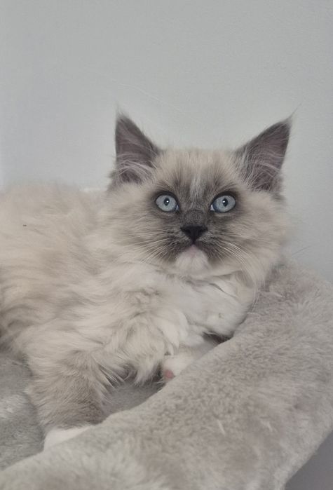 Ragdoll Colorpoint superba