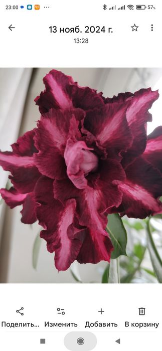 Адениум сортовой