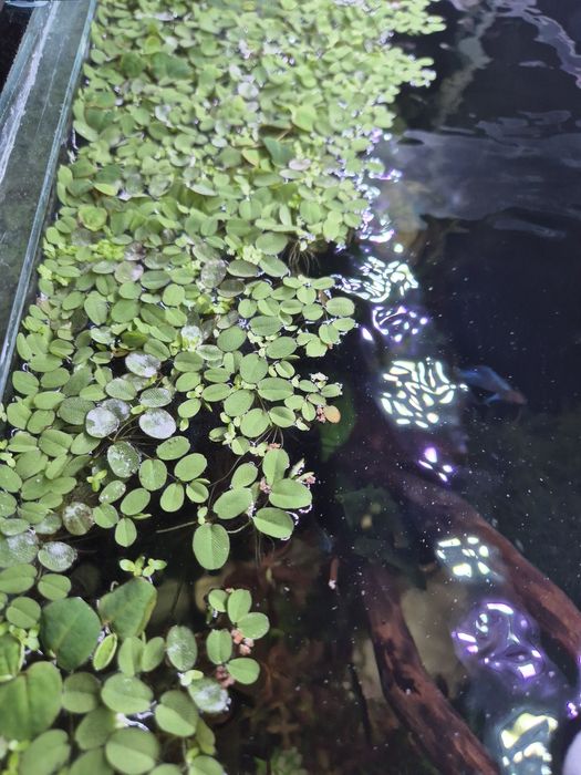 Vand Planta acvariu plutitoare Salvinia Minima (Auriculata)