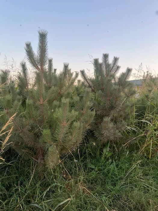 Сосна Импорт Саженц Sasna ko'chati