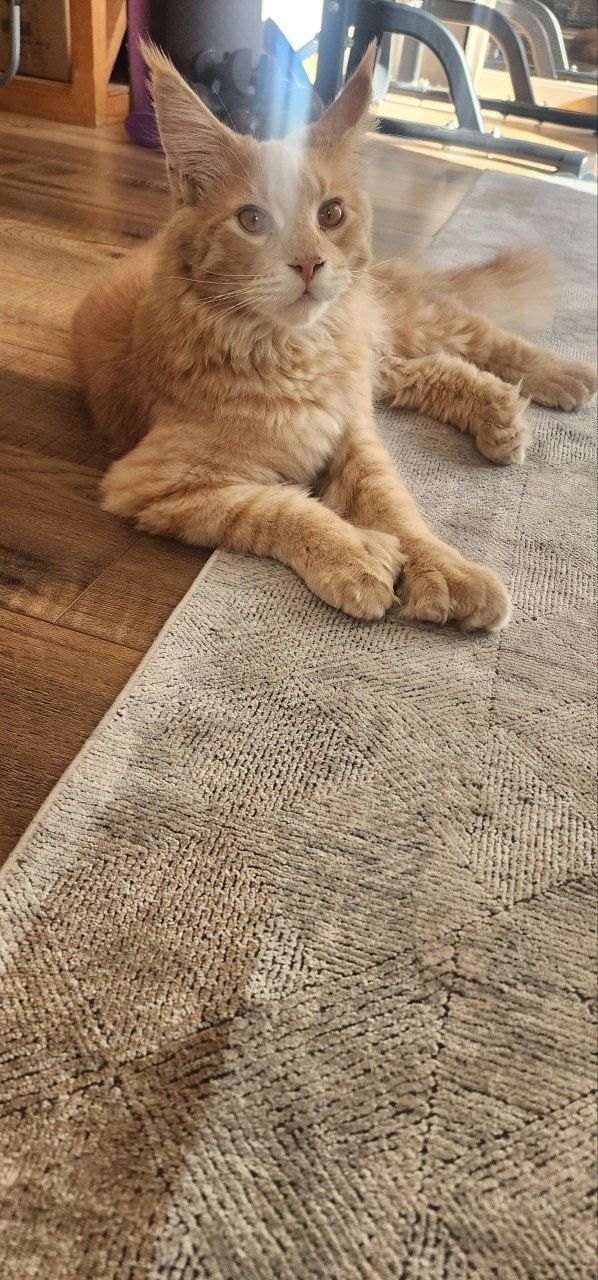 Кошка  породистая