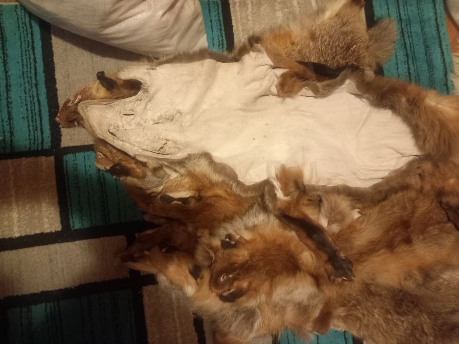 Blana vulpe cu cap nas urechi si codita