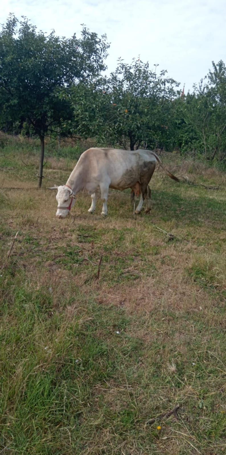 Vacă 10 ani gestantă