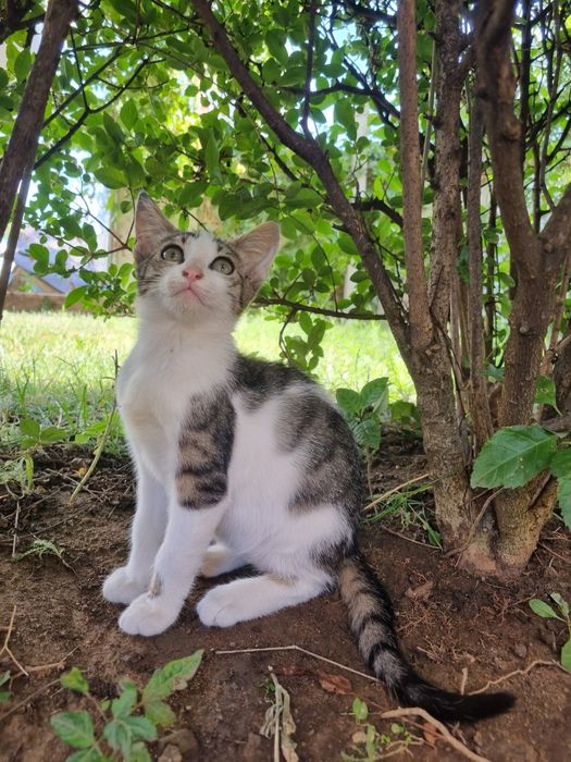 Малки котета търсят дом