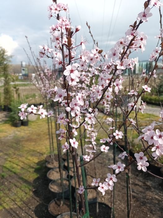 Prunus cerasifera nigra/ corcodus rosu ornamental/ copaci umbra