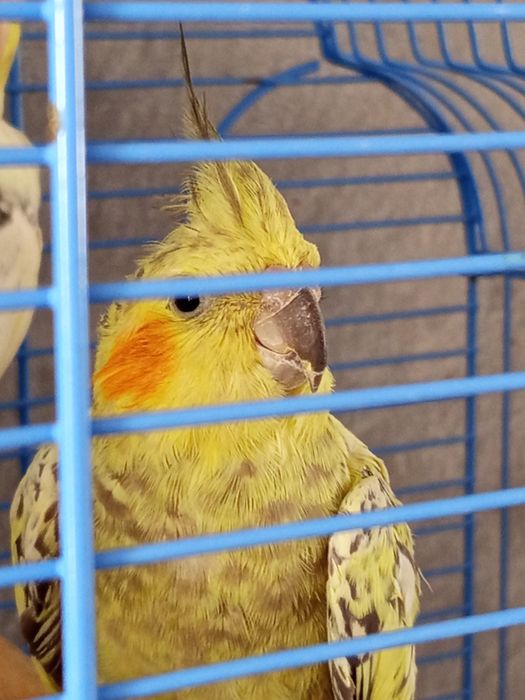 Продам самку попугаев карела нимфа