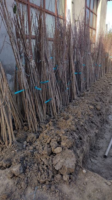 Asiguram-livrare gratuita la material săditor pomicol de Aiud