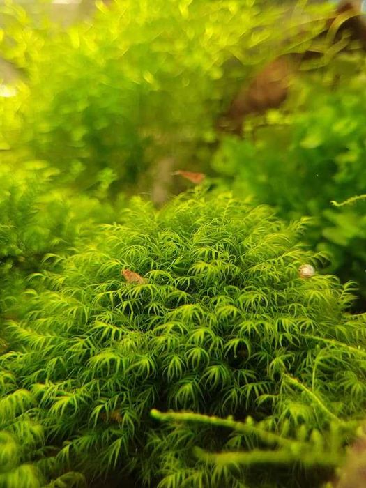 Acvarii, Creveti, Plante 50% REDUCERE