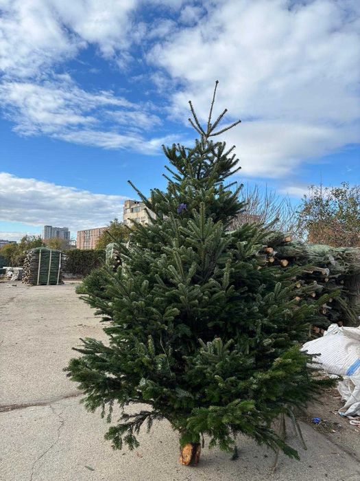 Vand Brazi Craciun Nordman Calitate Premium si I