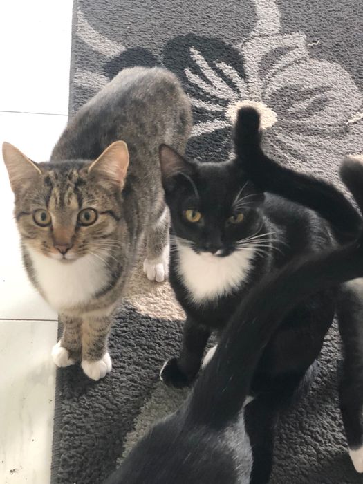 Donez pisici vaccinate