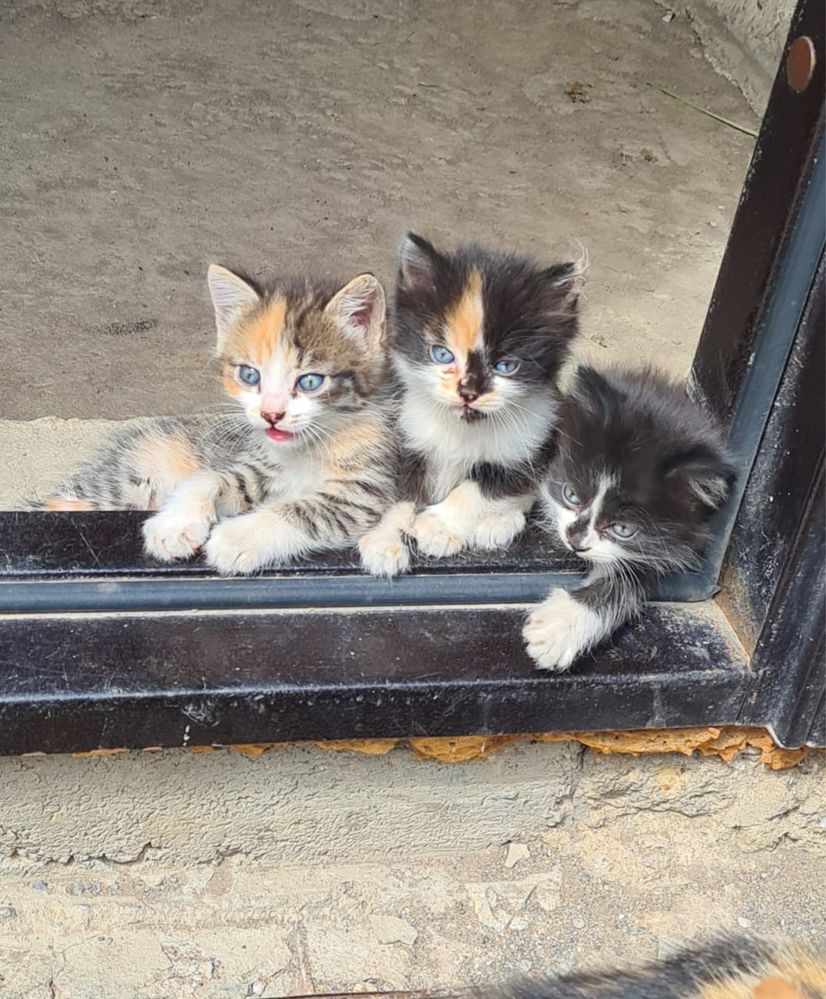 Котята ищут любящих хозяев