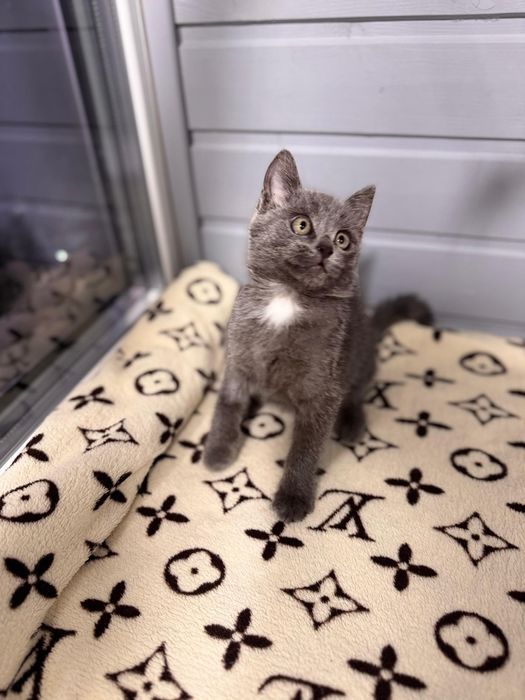 Ищет дом котёнок Луи — маленький джентльмен с белым галстуком !