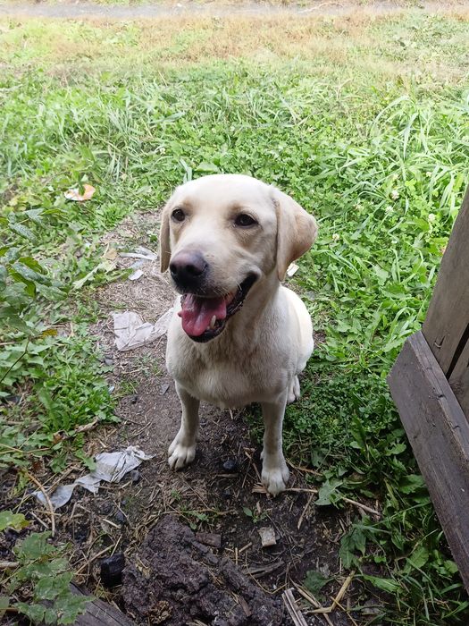 Лабрадор ретривер