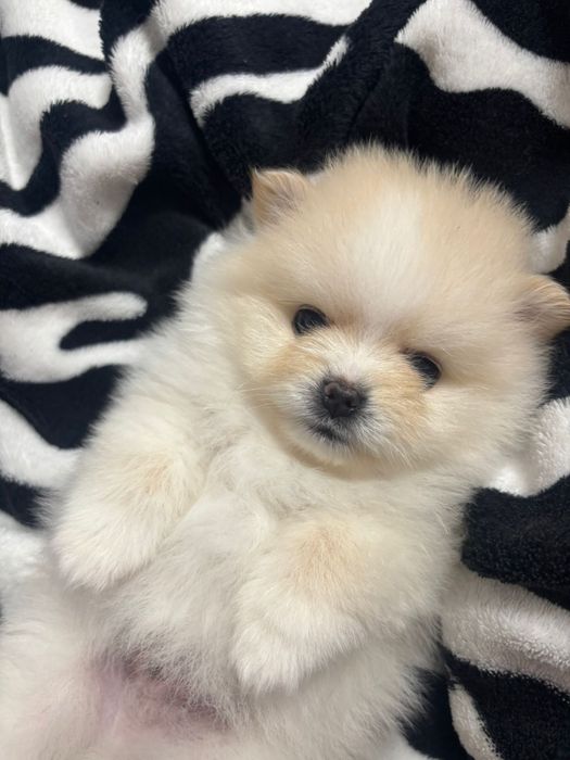 Pui Pomeranian.