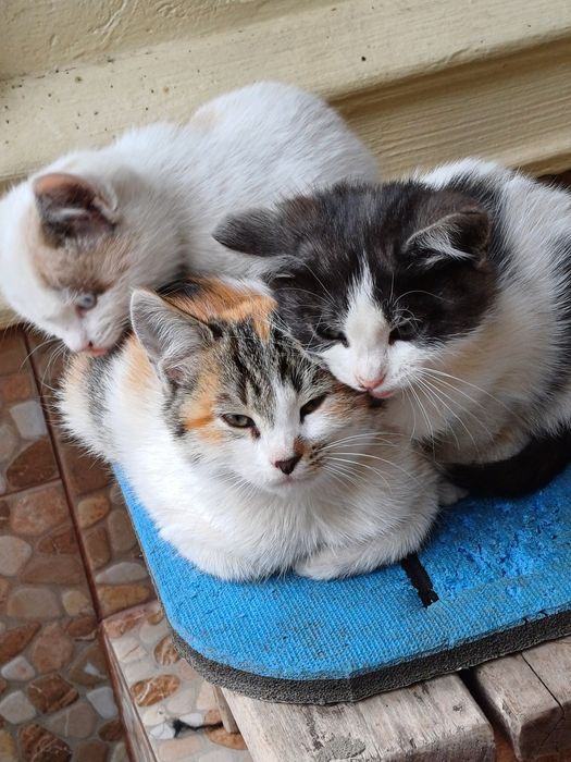 Отдам даром катят и кошку.