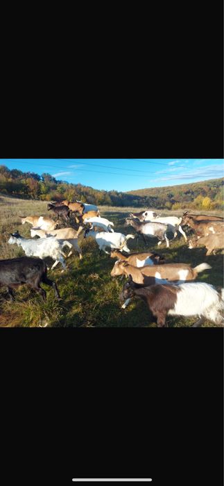 Capre si iede tinere