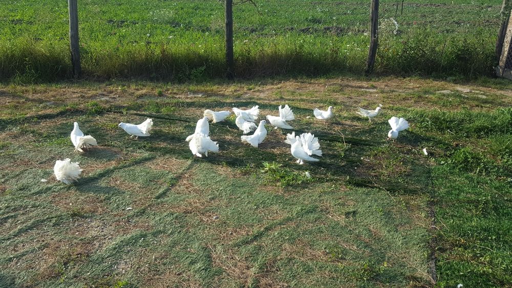 De vanzare porumbei curcanasi