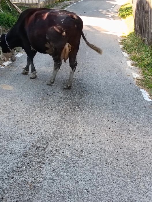 Vacă bună de vanzare