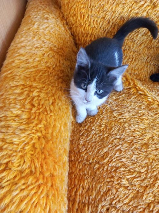 Малки котенца за подаряване