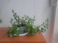 planta frumoasa de apartament
