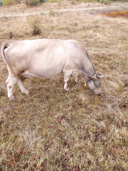 Vaca cu vitel buna de lapte.