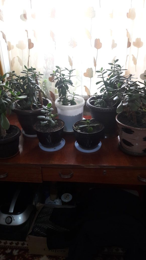 Денежное деревце