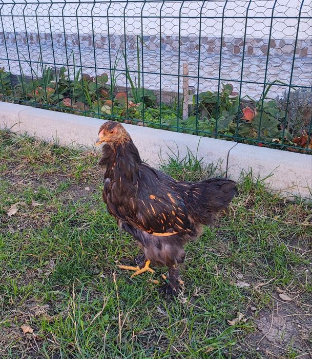 Pereche brahma gold laced- cocos + puica
