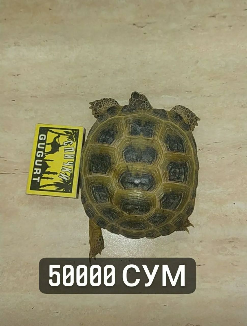 Сухапутная черепаха в комплекте