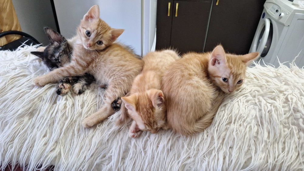 Отдам котят в хорошие руки!