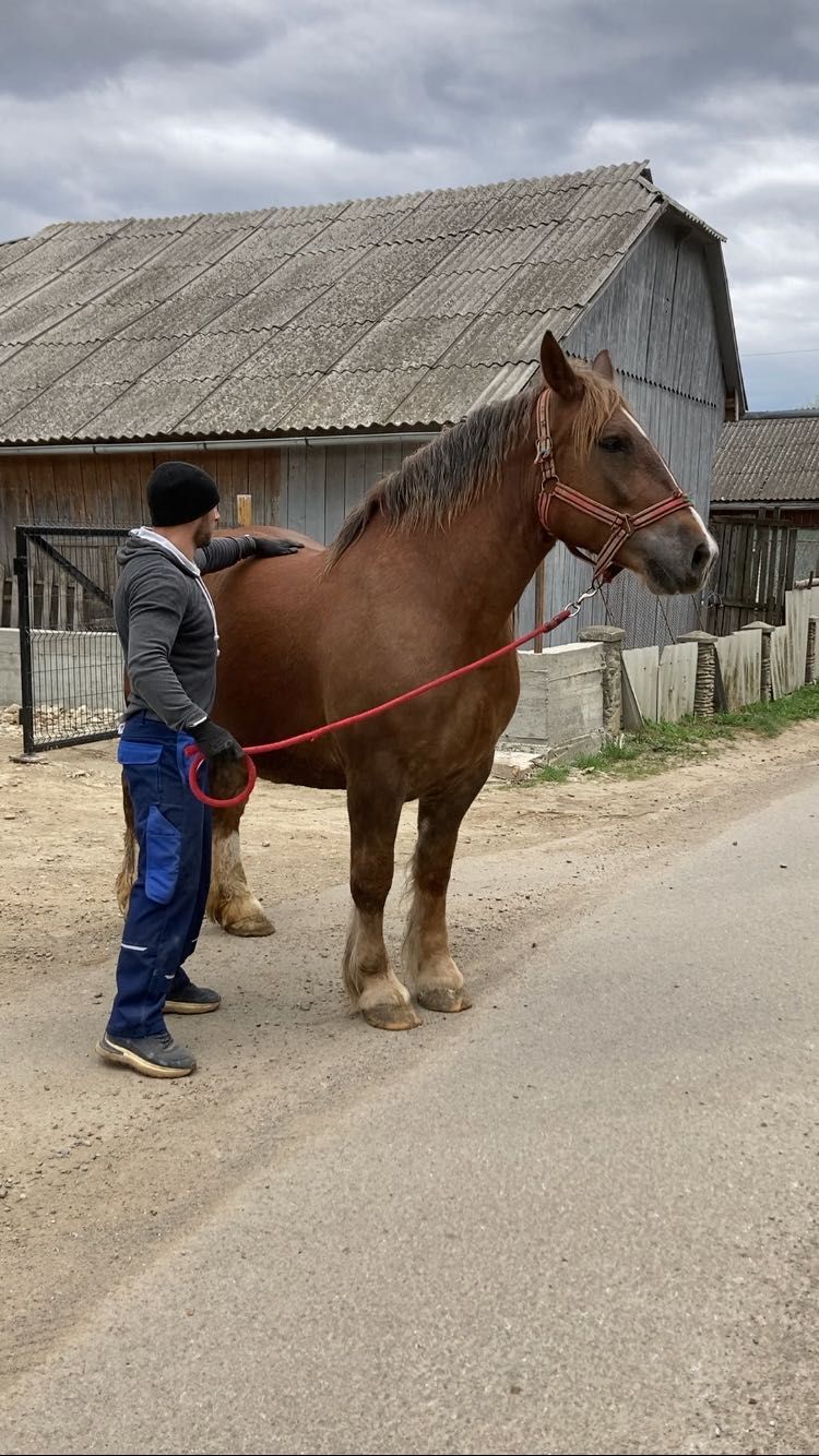 Iepe Breton din Franța