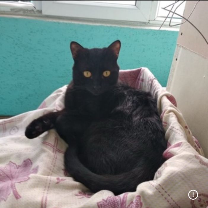 Отдам кота в добрые руки.