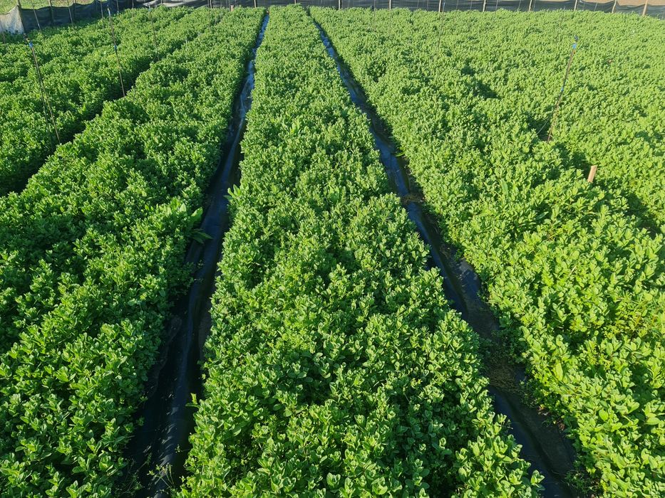 Vand Stoloni Menta Olandeza