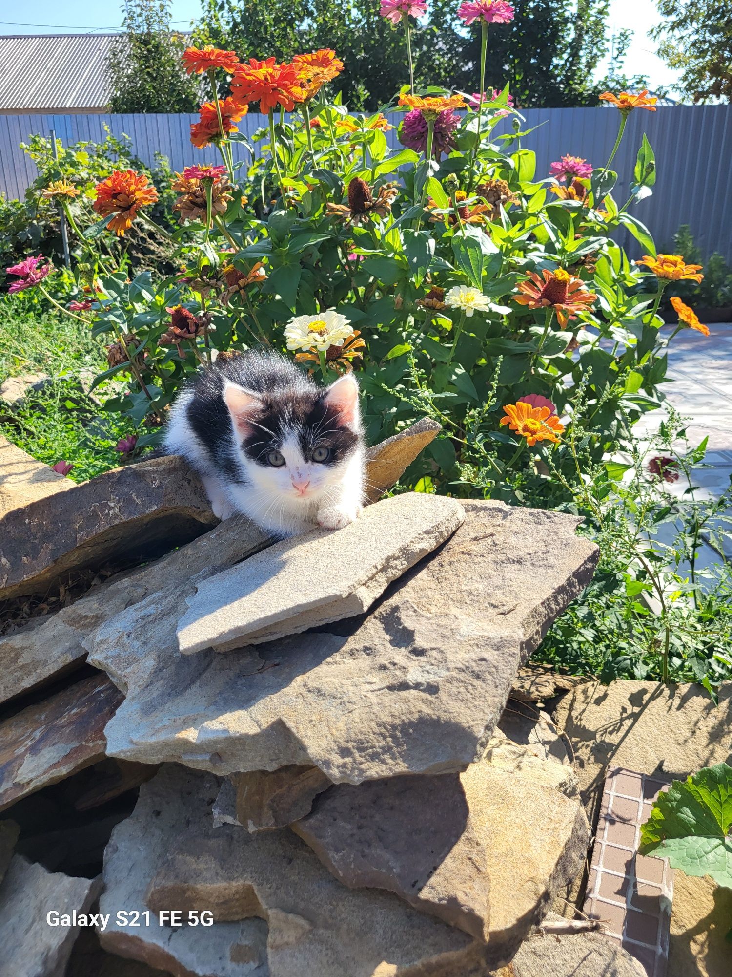Отдаем котят в добрые руки