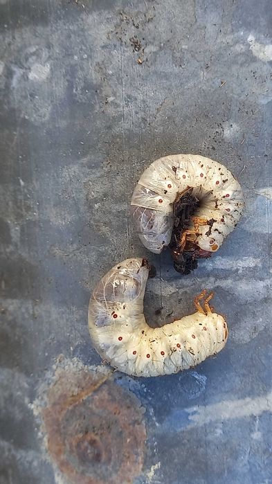 Продам червей лежинь