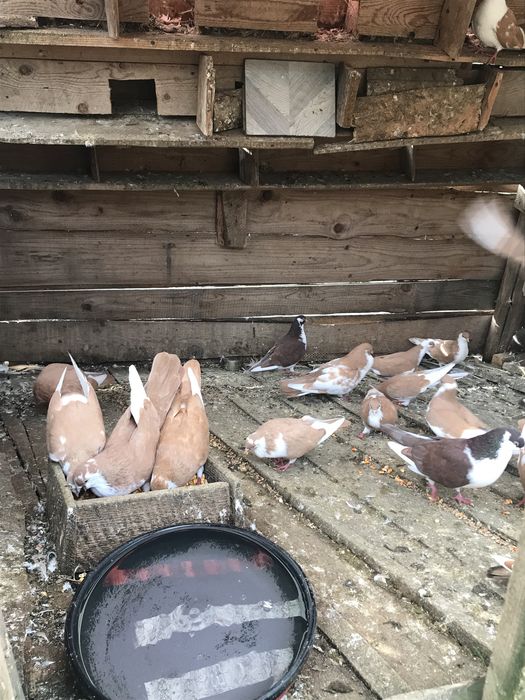 Porumbei galateni jucatori