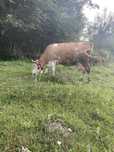 Vaca baltata românească