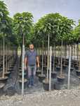 Catalpa globular avem mai multe dimensiuni
