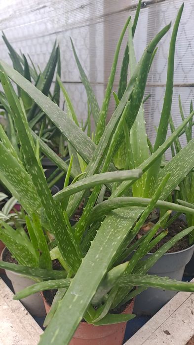Aloe vera,2 soiuri