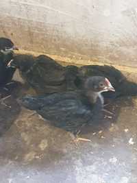 Pui australorp negru 7 saptamani