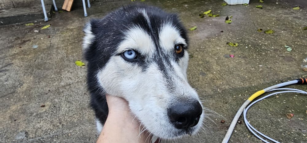 Donez femelă husky