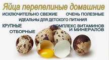 Яйца перепёлок, перепелиные яйца свежие 25 тнг. шт