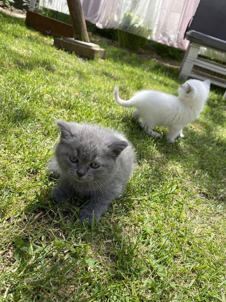 Vand pisici British Shorthair